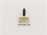 藏品(鞘翅目(1))的圖片